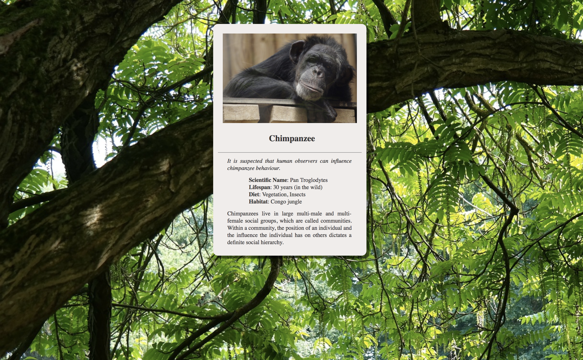 Screenshots of Chimpanzee card